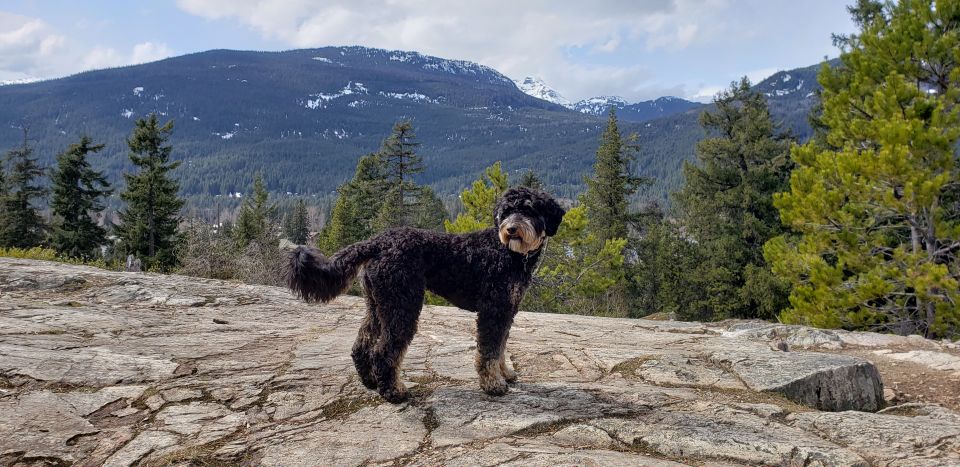Picture of Ninja the dog in the mountains