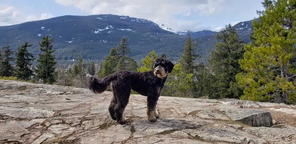 Ninja - our 'exchange dog' - enjoying the mountains. Picture of Ninja the dog in the mountains