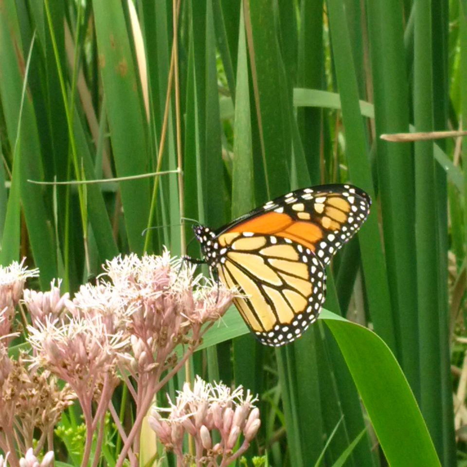 Butterfly picture - change management training for project managers