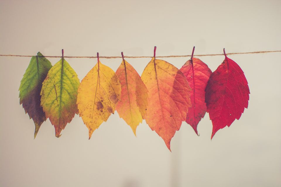 Photo credit: Chris Lawton Leaves changing colour