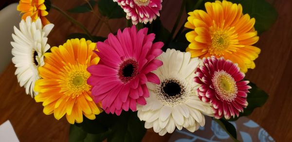 Picture of gerbera daisies