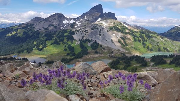 Picture of black tusk mountain with flowers - change management for project managers course