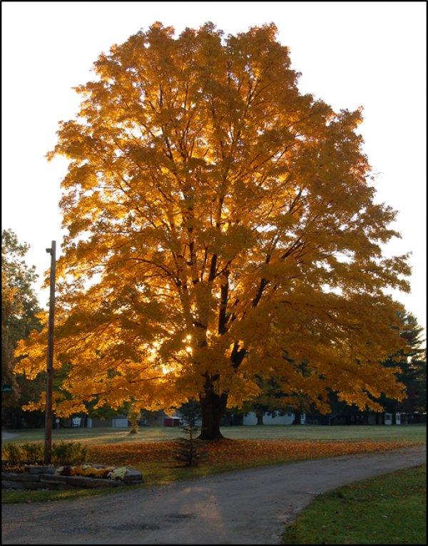 Tree with yellow leaves